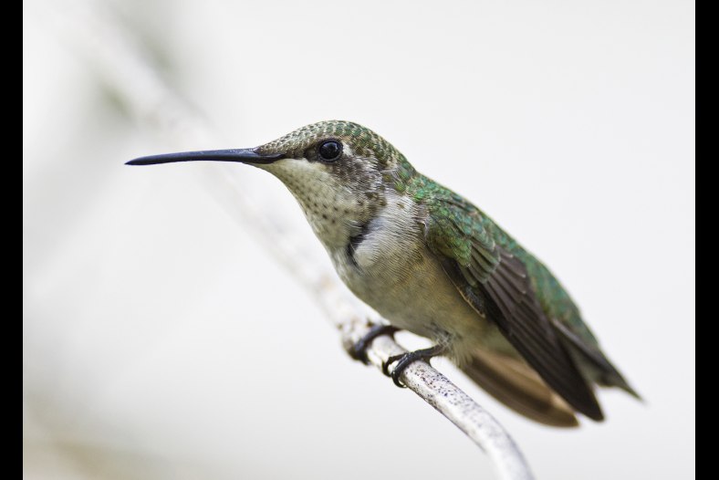 Immature Ruby-throated Hummingbird - Male